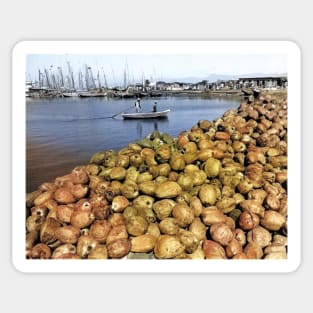 colorized vintage photo of port ay prince coconuts Sticker